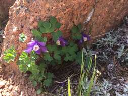 Image of Rocky Mountain blue columbine