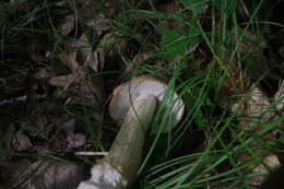 Sivun Boletus nobilis Peck 1905 kuva