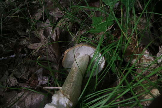 Image of Boletus nobilis Peck 1905