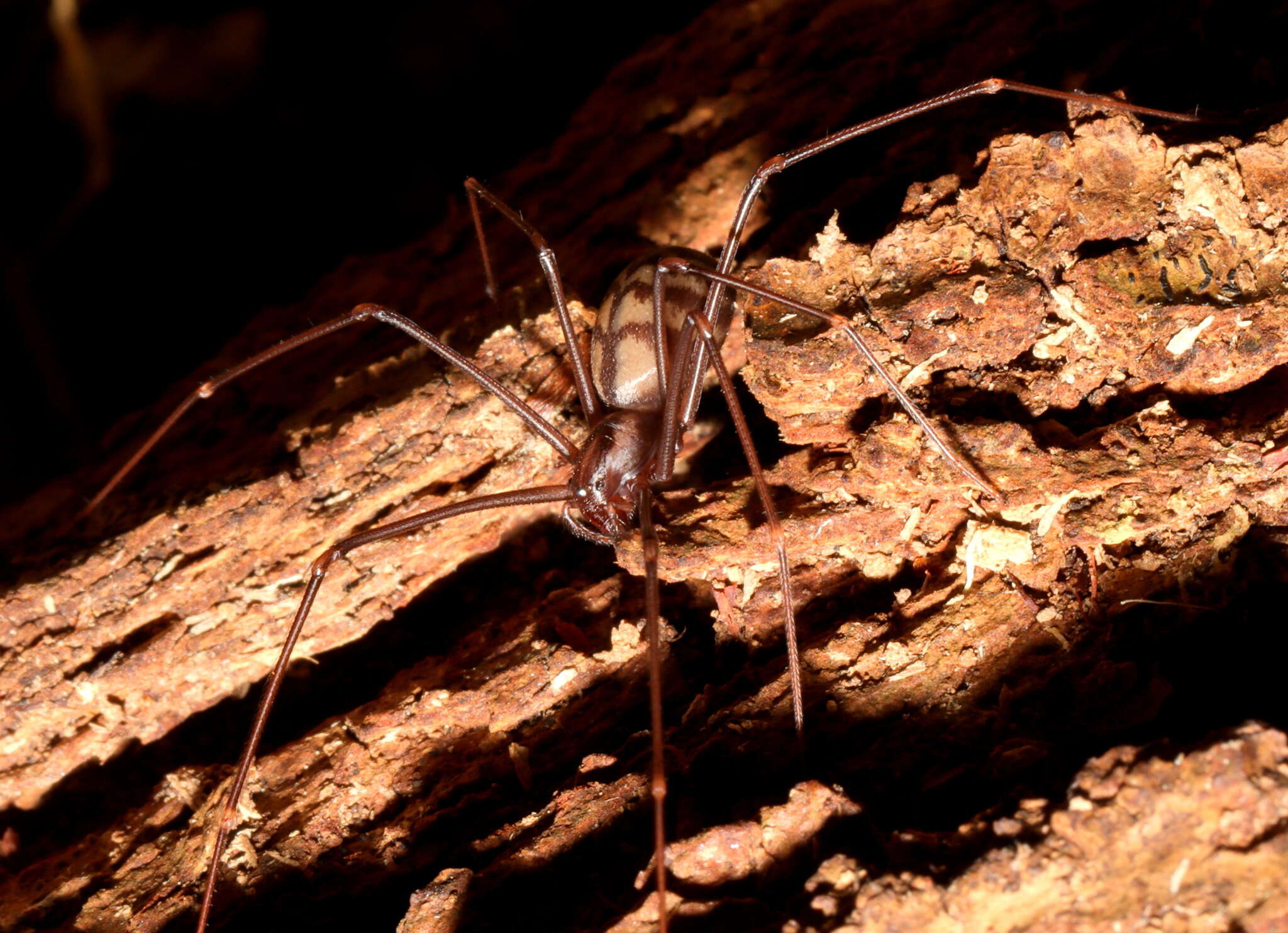 Image of Izithunzi capense (Simon 1893)