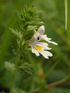 Imagem de Euphrasia officinalis L.