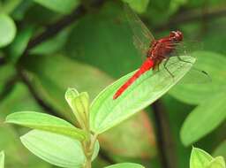 Imagem de Rhodothemis rufa (Rambur 1842)