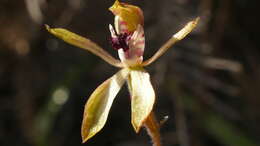 صورة Caladenia atradenia D. L. Jones, Molloy & M. A. Clem.