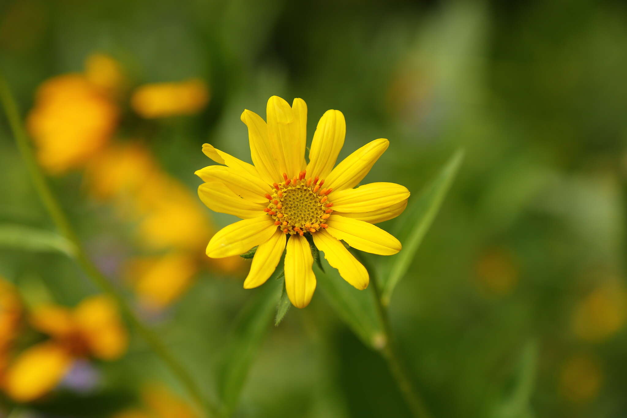 Image of Cusick's sunflower