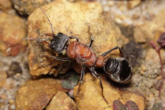 Image of Myrmecia swalei Crawley 1922