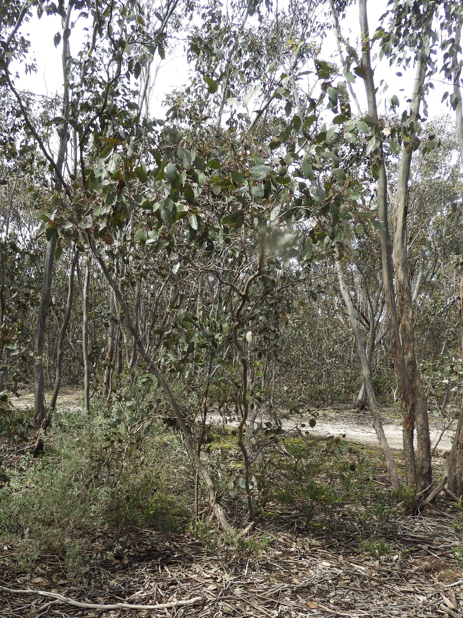 Слика од Eucalyptus behriana F. Müll.