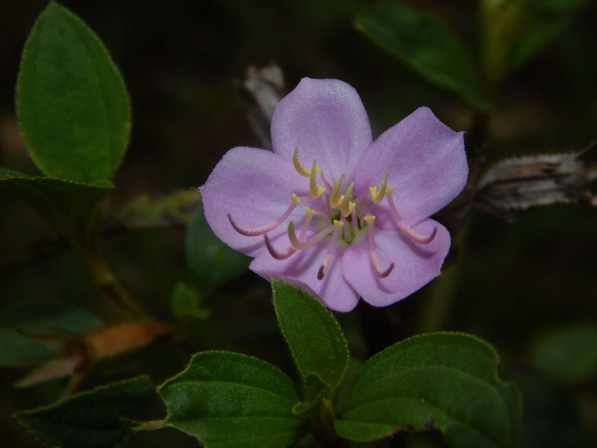 Pterogastra divaricata (Bonpl.) Naud.的圖片