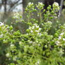 Image of Ionopsidium glastifolium