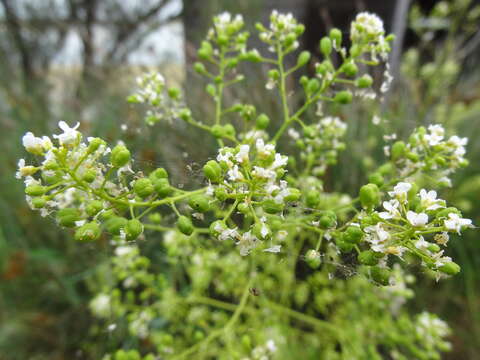 Слика од Ionopsidium glastifolium