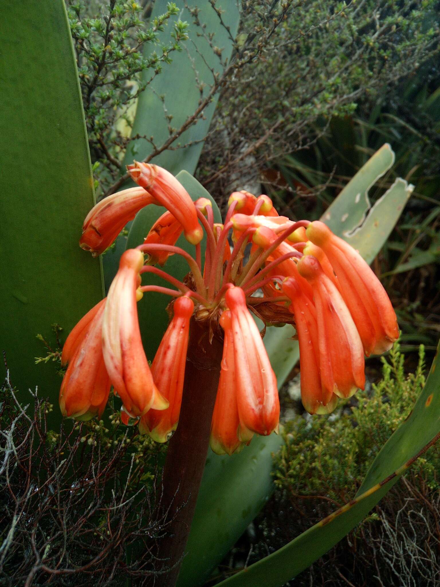 Слика од Clivia caulescens R. A. Dyer