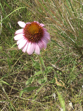 Imagem de Echinacea angustifolia DC.