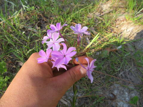 Imagem de Phlox floridana Benth.