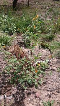 Image of Coulter's globemallow