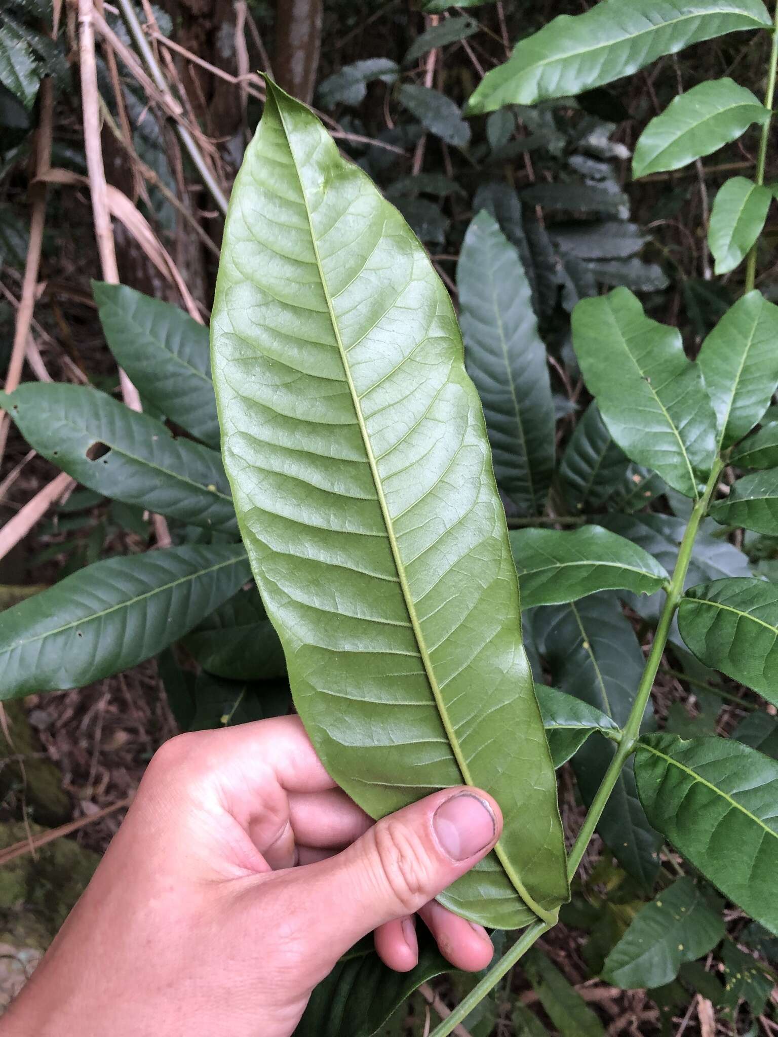 Image of Flindersia schottiana F. Müll.