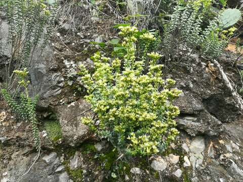 Image of Sedum calcicola Robinson & Greenm.