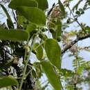 Image of Passiflora gracillima Killip