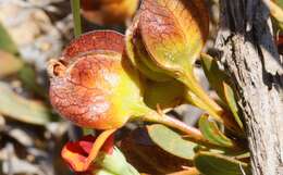 Imagem de Daviesia alternifolia Endl.