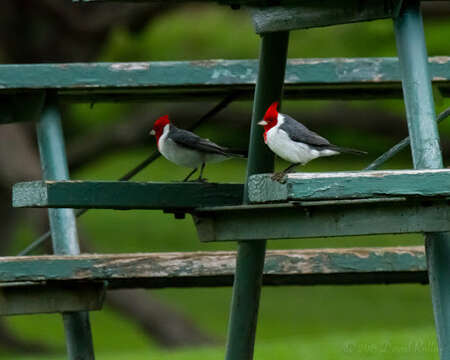 Image of Red-crested Cardinal