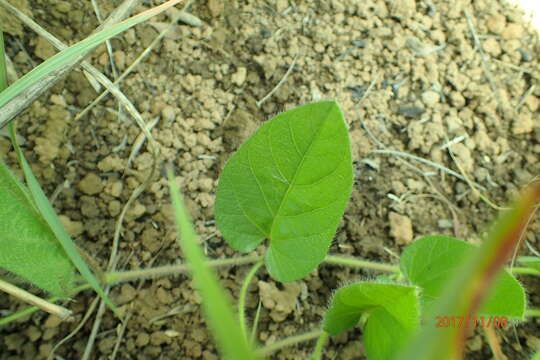 Sivun Ipomoea crassipes Hook. kuva