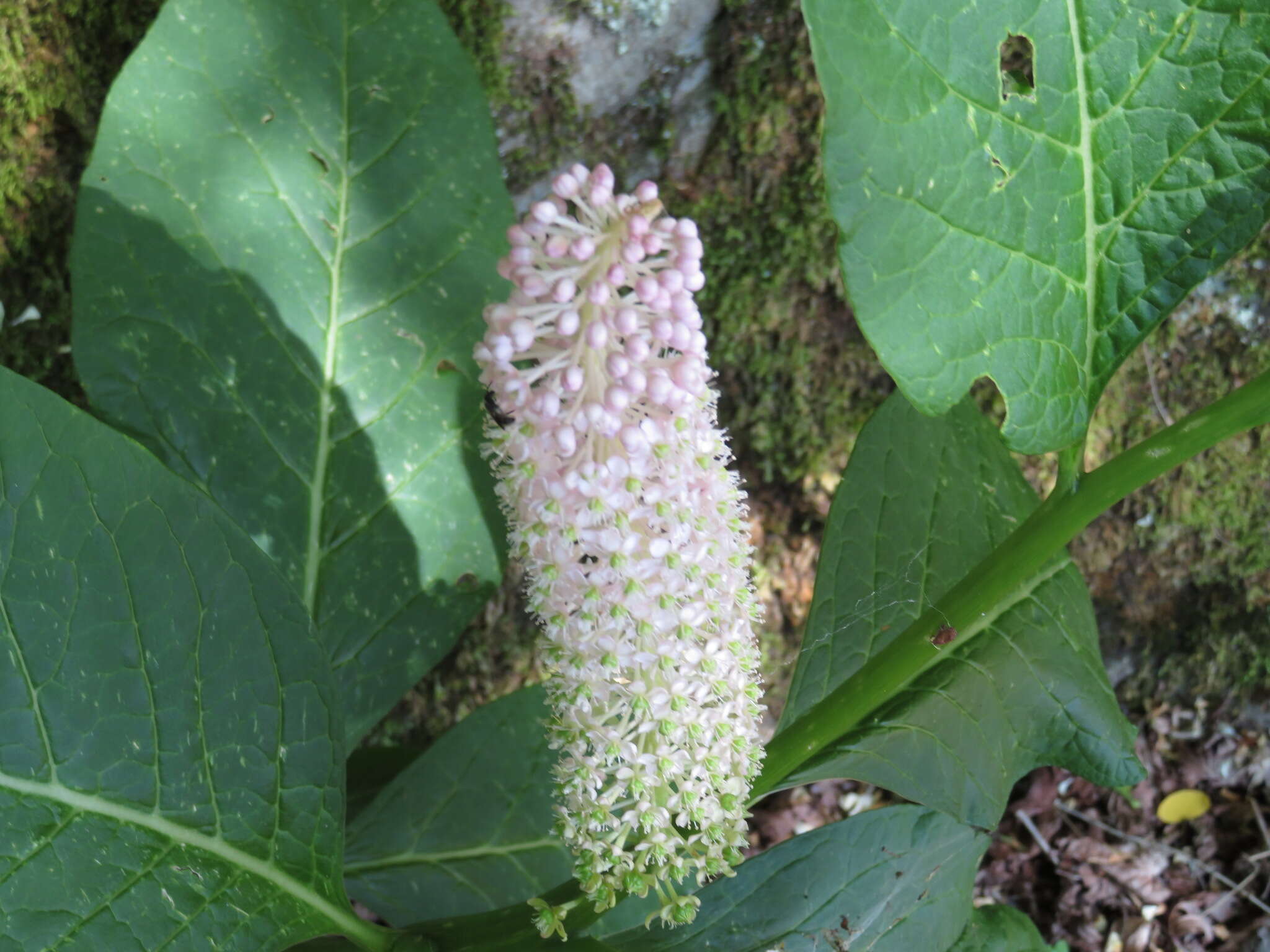 Image of Phytolacca japonica Makino