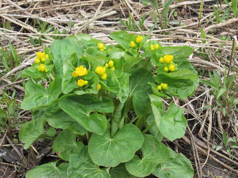 Plancia ëd Caltha palustris subsp. palustris