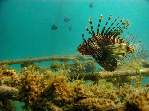 Image of Red lionfish