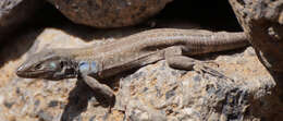 Image of Tenerife Lizard