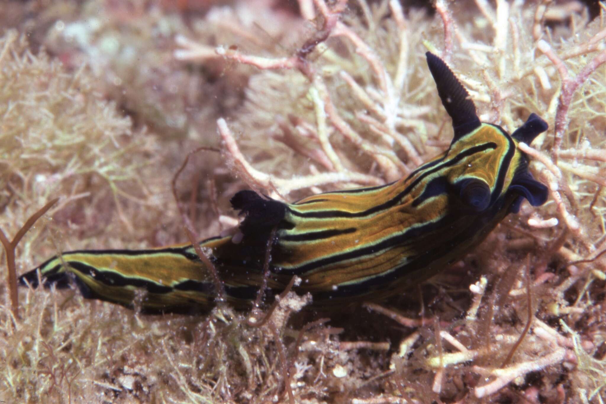 Image of Tyrannodoris tigris (Farmer 1978)