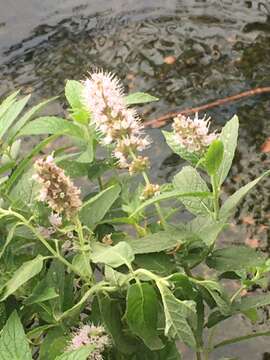 Image de Mentha dumetorum Schult.