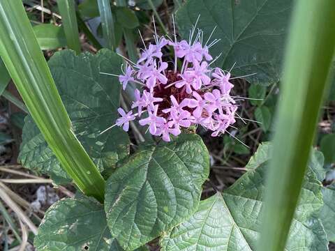 Imagem de Clerodendrum bungei Steud.