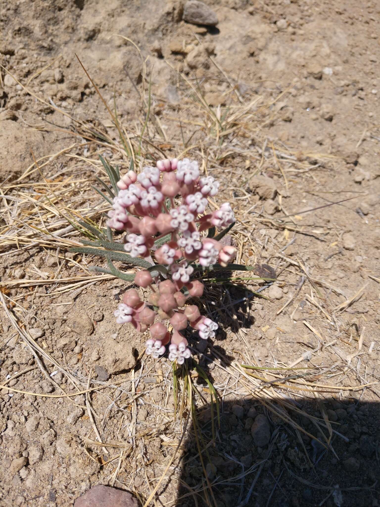 Image de Asclepias rosea Kunth