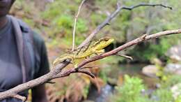 Image of Malawi Stumptail Chameleon