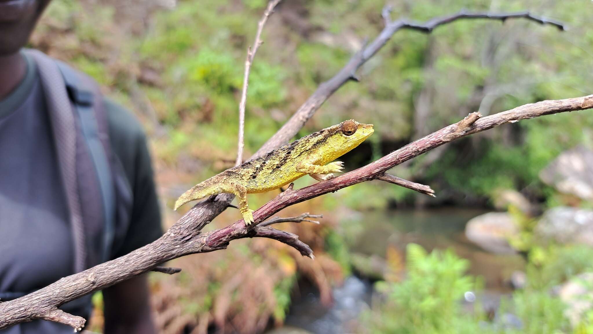 Image of Malawi Stumptail Chameleon