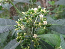 صورة Psychotria tenuifolia Sw.