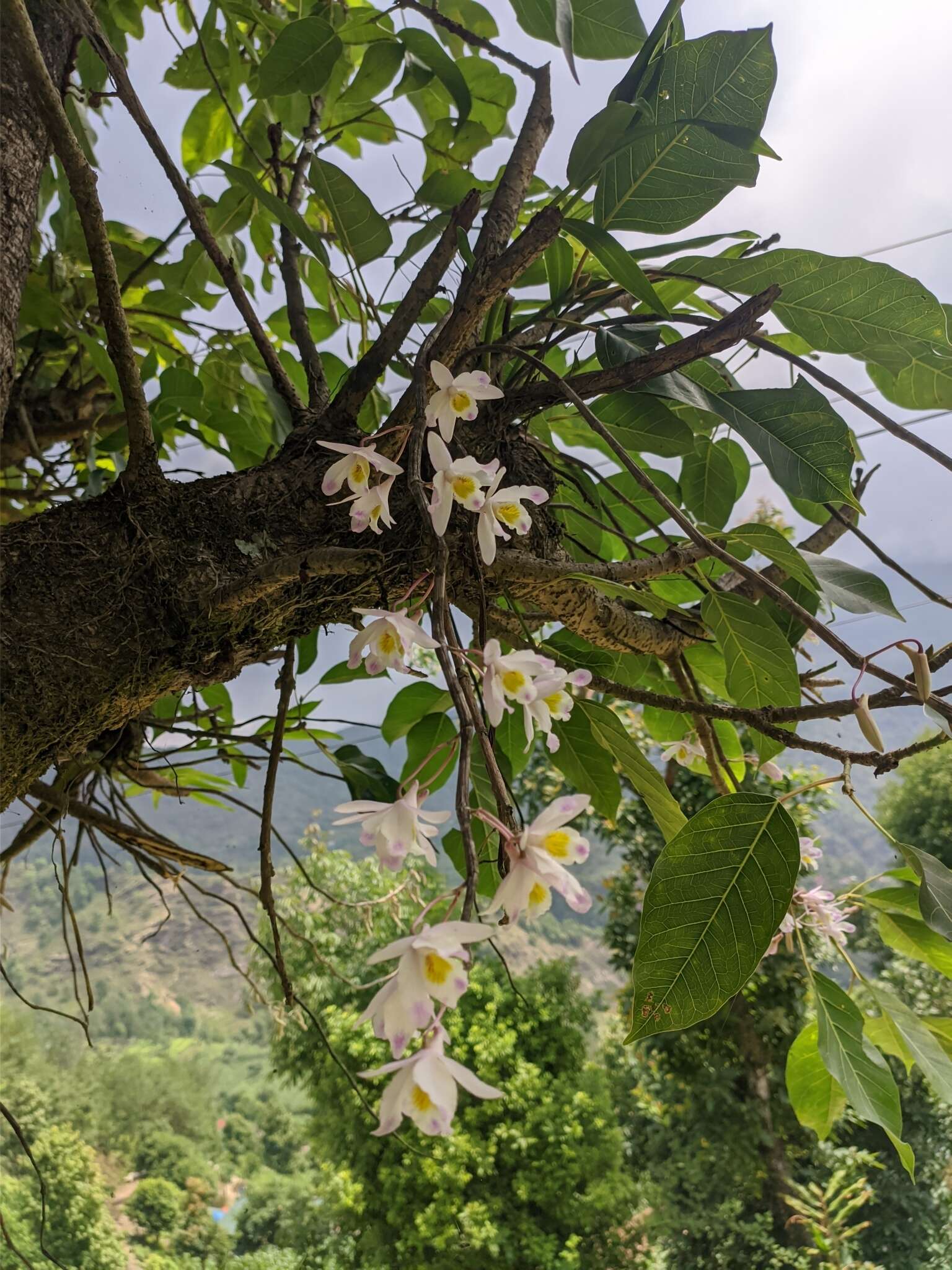 Imagem de Dendrobium amoenum Wall. ex Lindl.