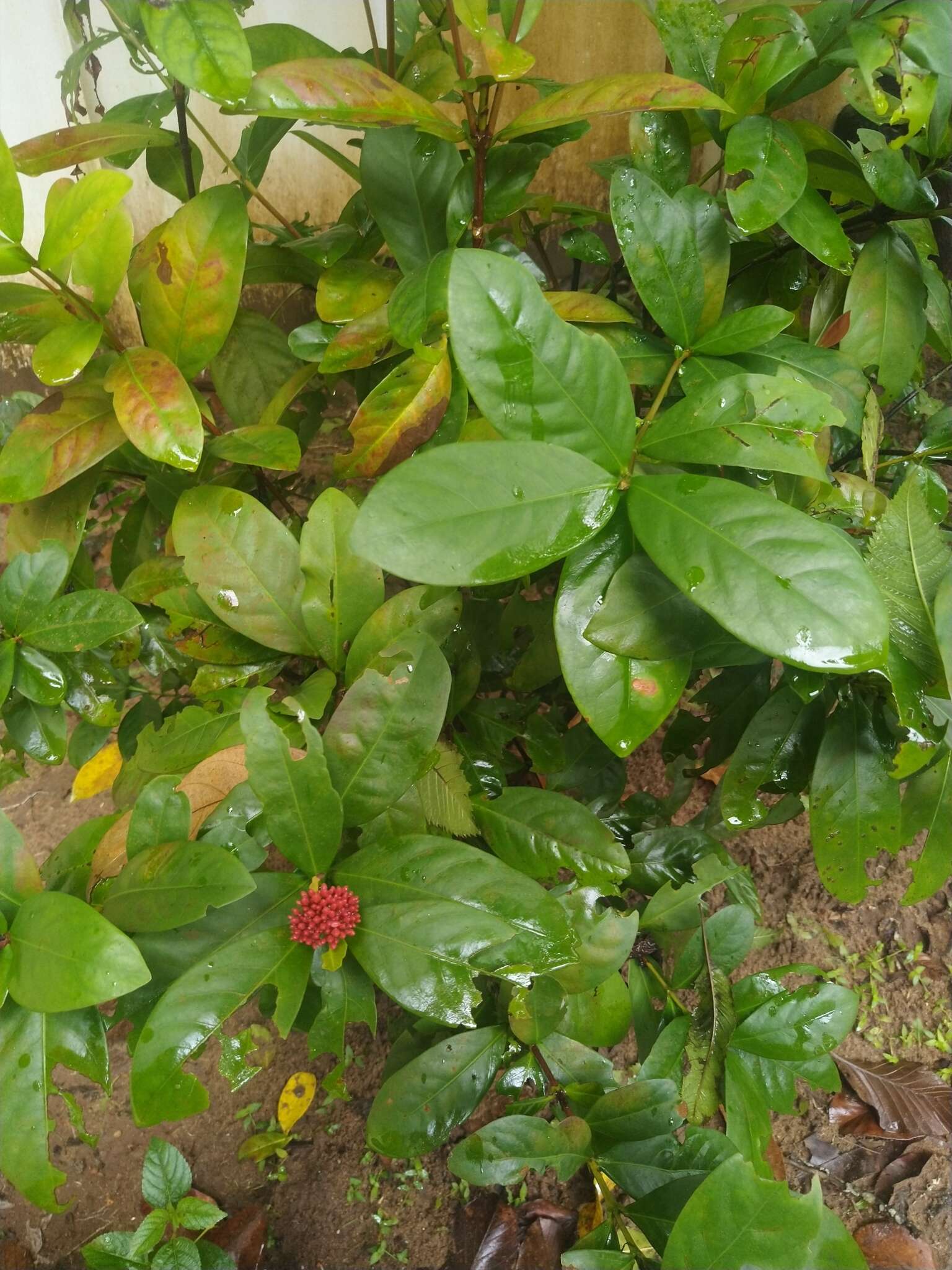 Ixora chinensis Lam. resmi