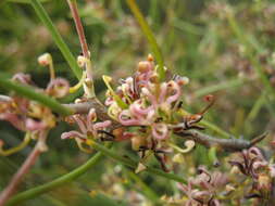 صورة Hakea polyanthema Diels