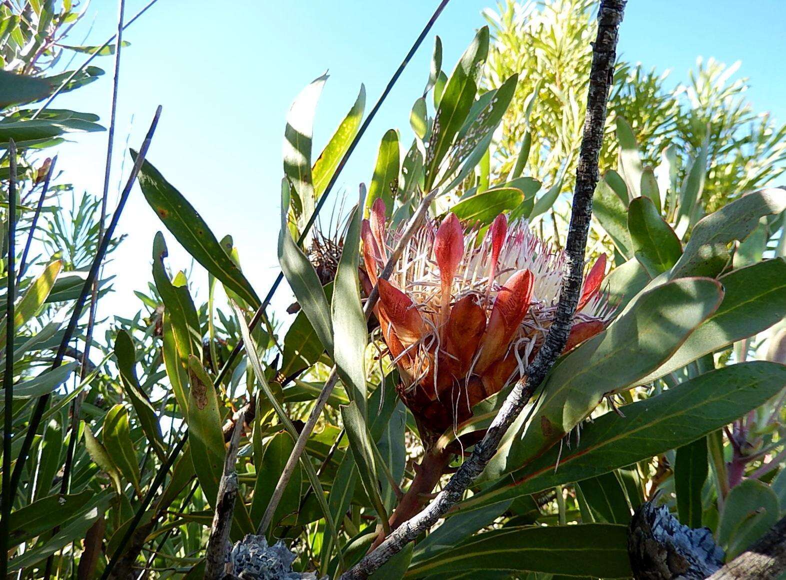 Image of Stink-leaf sugarbush