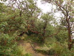 Image of Polylepis australis Bitter