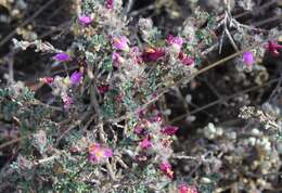 Image of Dalea hemsleyana (Rose) Bullock