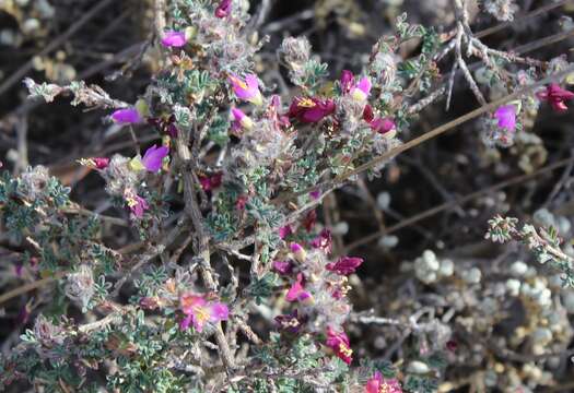 Слика од Dalea hemsleyana (Rose) Bullock