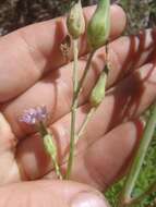 Lactuca graminifolia Michx. resmi