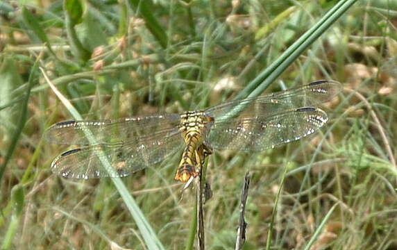 Image of Clubbed Talontail