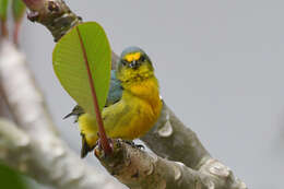 Euphonia mesochrysa Salvadori 1873 resmi