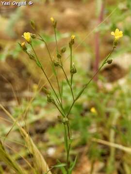 Image of Linum corymbulosum Rchb.