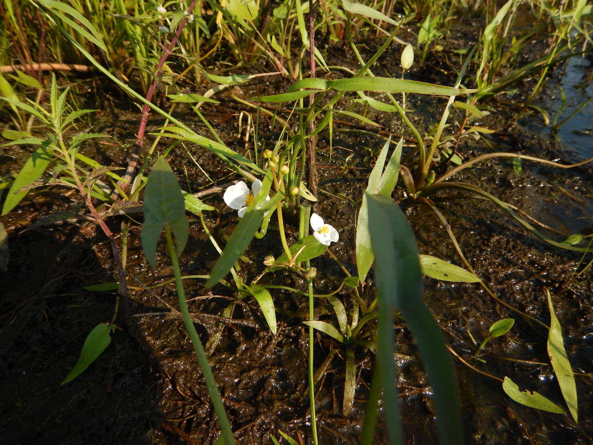 Plancia ëd Sagittaria cuneata E. Sheld.