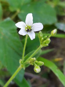 Image of Cerastium pauciflorum Stev. ex Ser.