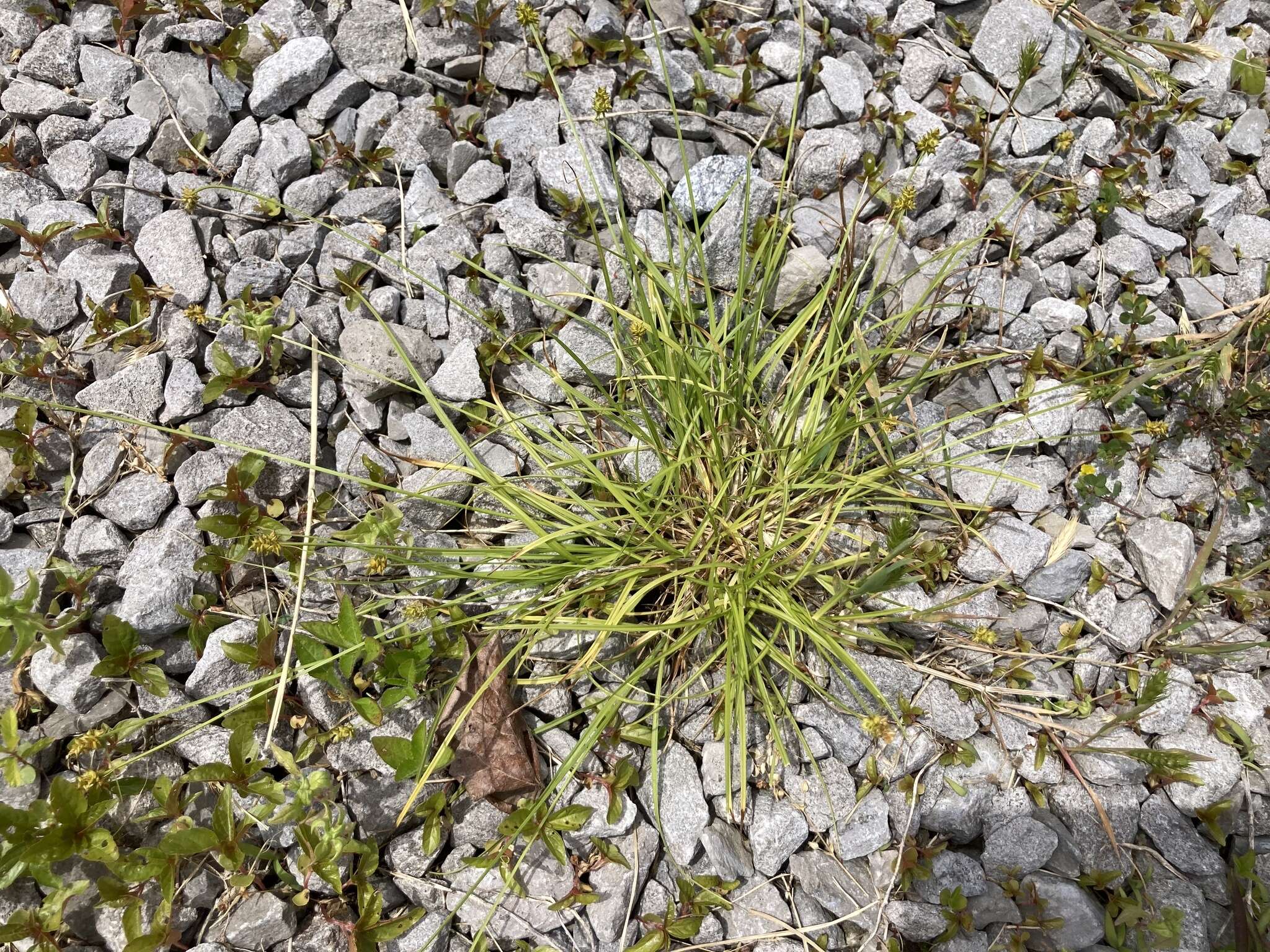 Image of Leavenworth's sedge