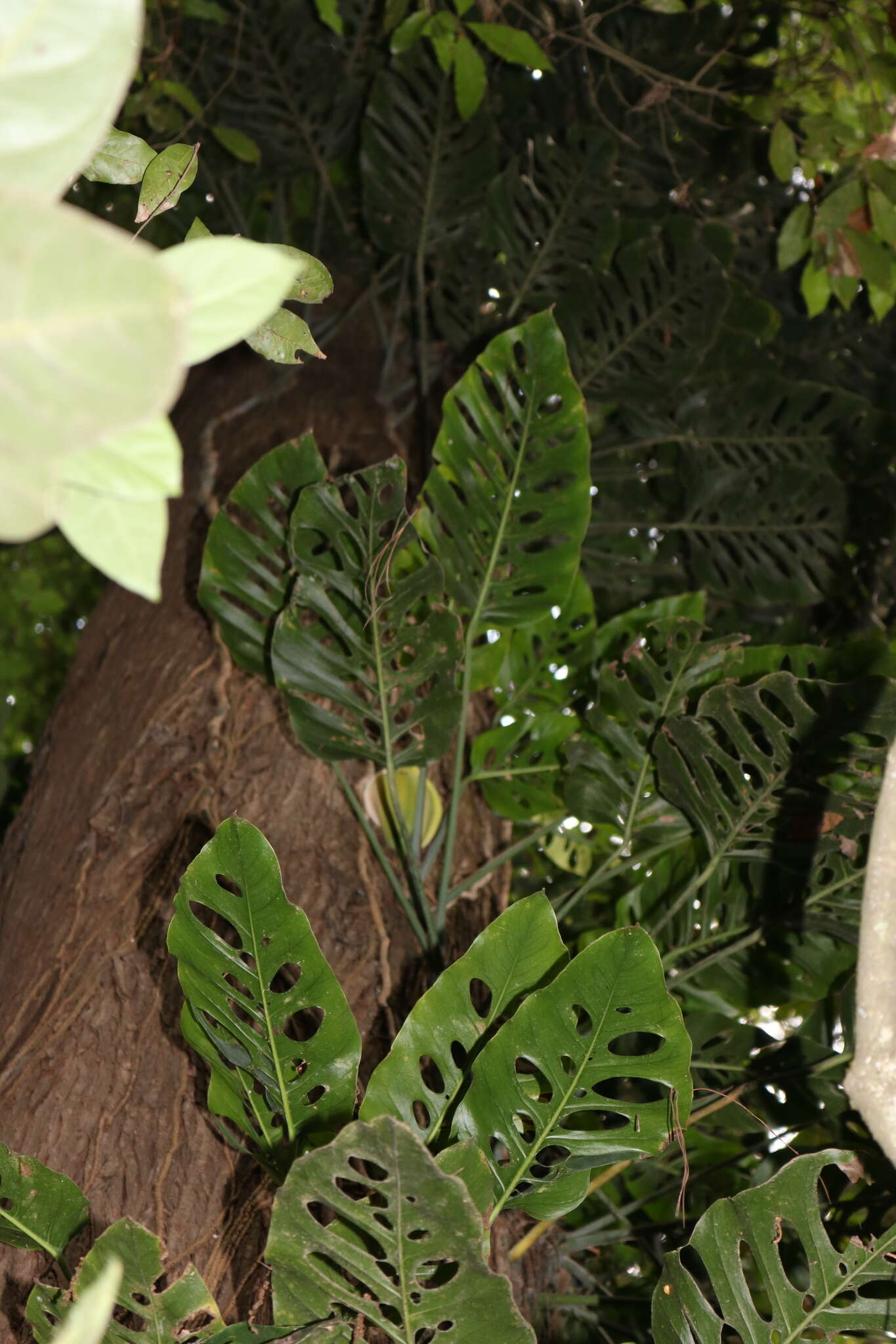 Image of Monstera siltepecana Matuda