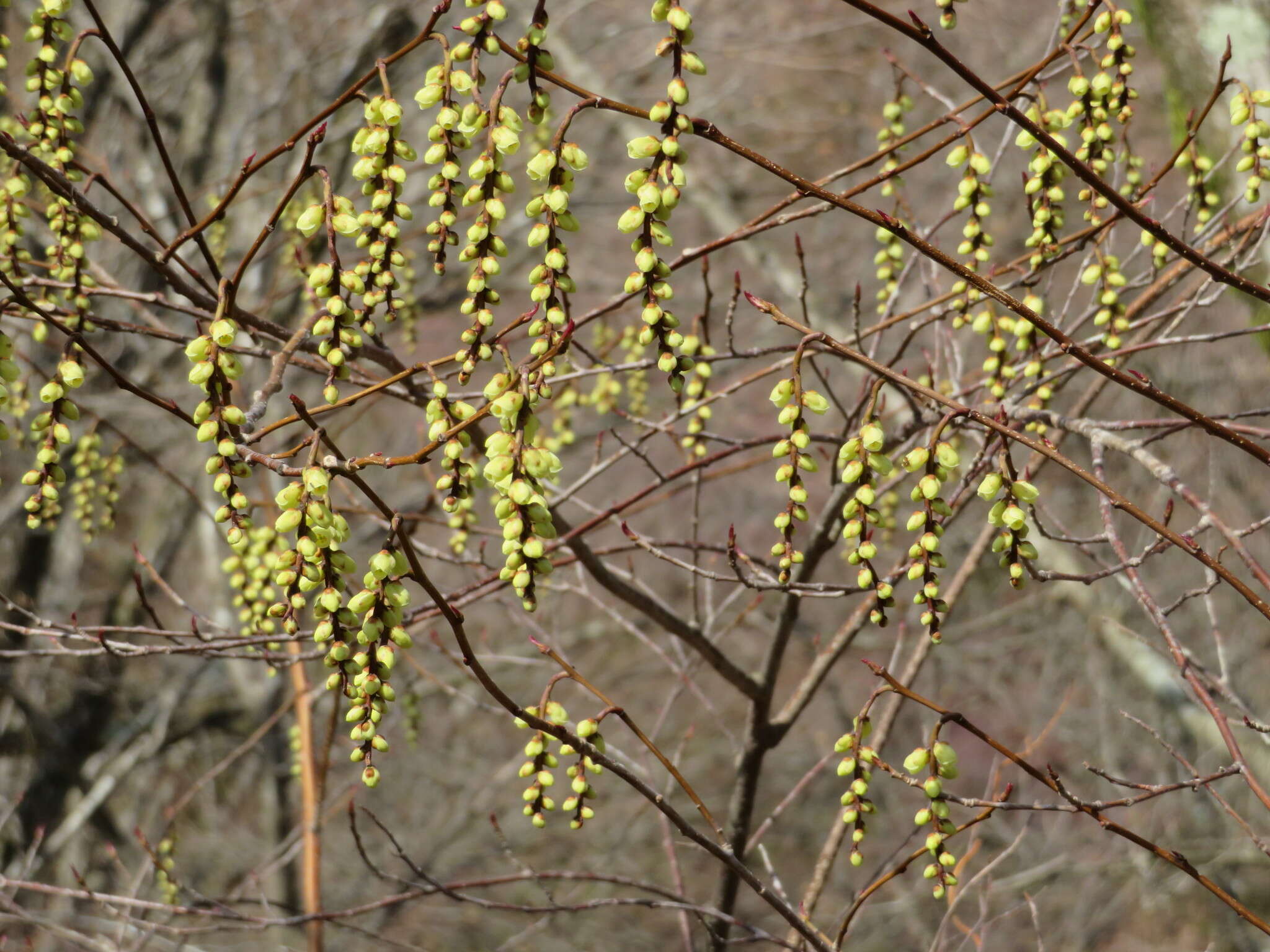 Image of Stachyurus praecox Sieb. & Zucc.